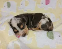 Heaven Leigh , a female Miniature Dachshund for sale in Keatchie, LA – 1 of 10