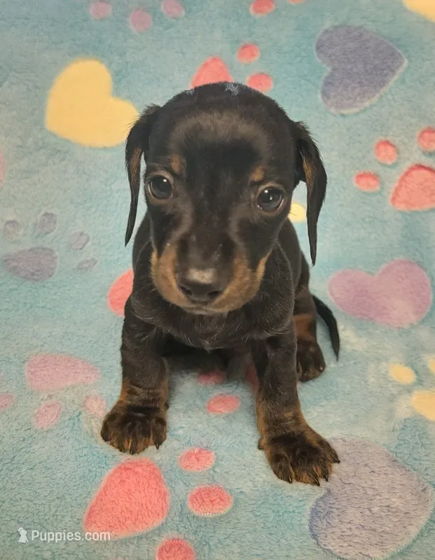 Rascal  – Miniature Dachshund puppy for sale in Keatchie, LA