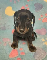 Rascal , a male Miniature Dachshund for sale in Keatchie, LA – 1 of 10