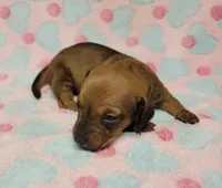 Olivia Grace , a female Miniature Dachshund for sale in Keatchie, LA – 3 of 10