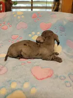 Cooper Wayne , a male Miniature Dachshund for sale in Keatchie, LA – 10 of 10