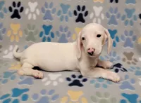 Frosty , a male Miniature Dachshund for sale in Keatchie, LA – 9 of 10