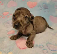 Cooper Wayne , a male Miniature Dachshund for sale in Keatchie, LA – 2 of 10