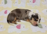 Heaven Leigh , a female Miniature Dachshund for sale in Keatchie, LA – 10 of 10