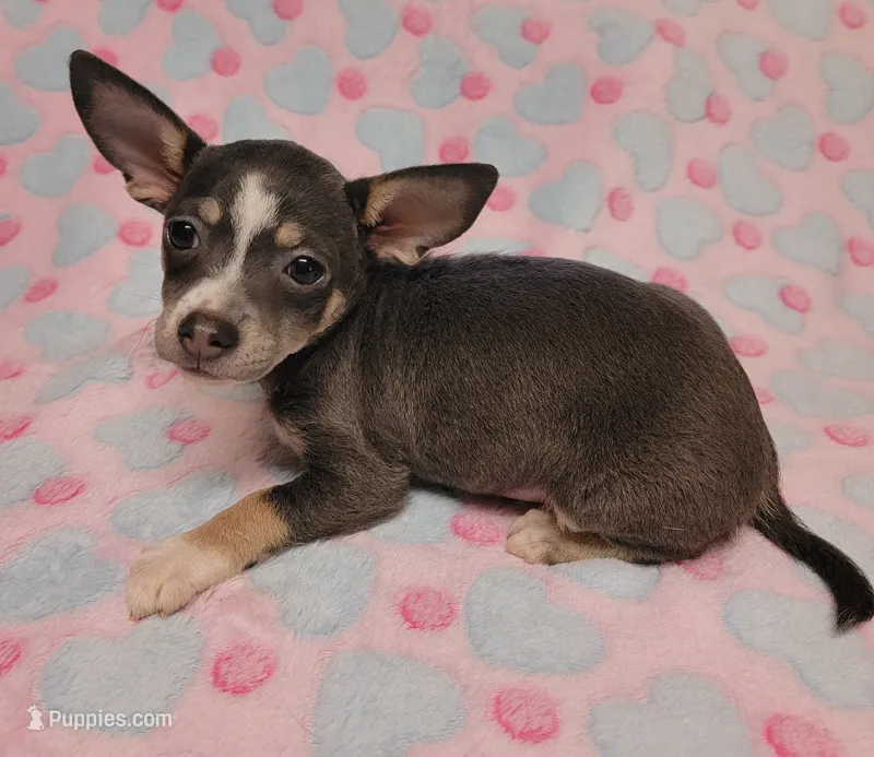 Gracie Marie – Chihuahua puppy on hold in Keatchie, LA