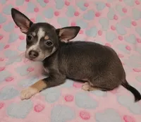 Gracie Marie, a female Chihuahua for sale in Keatchie, LA – 1 of 10