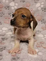 Harley , a male Miniature Dachshund for sale in Keatchie, LA – 6 of 10