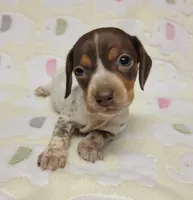 Buffie , a female Miniature Dachshund for sale in Keatchie, LA – 6 of 10