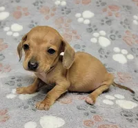 Tiny, a male Miniature Dachshund for sale in Keatchie, LA – 5 of 10