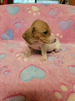 Twinkie , a female Miniature Dachshund for sale in Keatchie, LA – 6 of 10