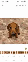 Droopy , a male Miniature Dachshund for sale in Keatchie, LA – 10 of 10