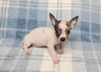 Toby Blue, a male Chihuahua for sale in Keatchie, LA – 1 of 10
