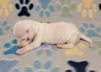 Frosty , a male Miniature Dachshund for sale in Keatchie, LA – 6 of 10