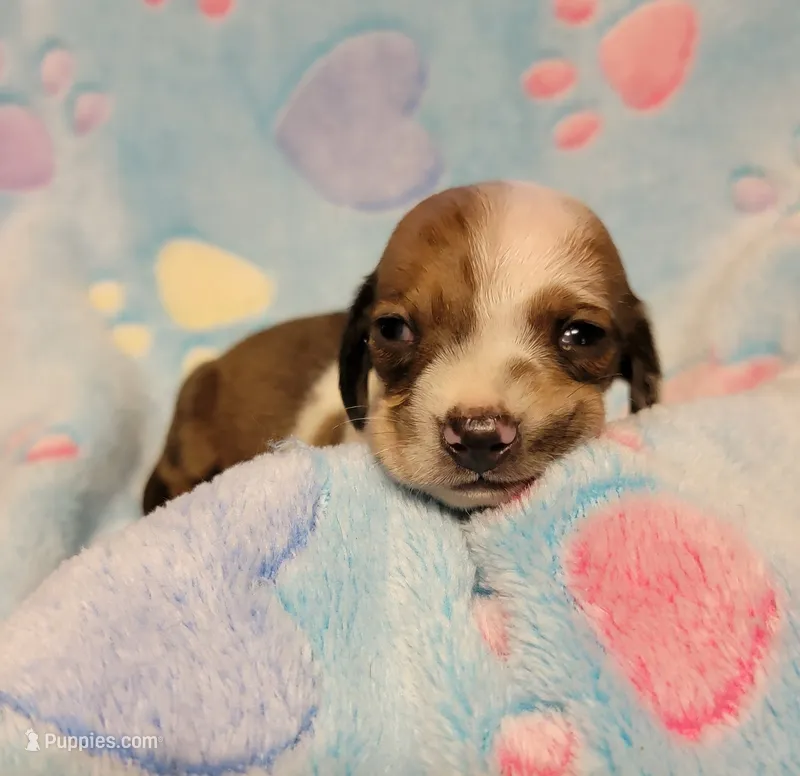 Baby Shilo – Miniature Dachshund puppy for sale in Keatchie, LA