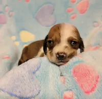 Baby Shilo, a male Miniature Dachshund for sale in Keatchie, LA – 1 of 10