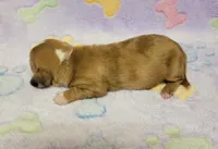 Sadie , a female Miniature Dachshund for sale in Keatchie, LA – 4 of 10