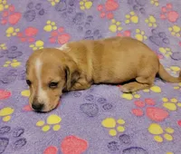 Goldie, a female Miniature Dachshund for sale in Keatchie, LA – 6 of 10