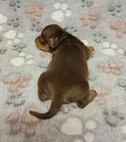 Sammy, a male Miniature Dachshund for sale in Keatchie, LA – 5 of 9