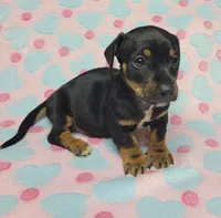 Dottie , a female Miniature Dachshund for sale in Keatchie, LA – 10 of 10