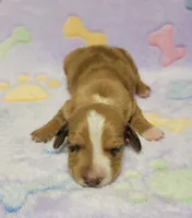 Sadie , a female Miniature Dachshund for sale in Keatchie, LA – 3 of 10
