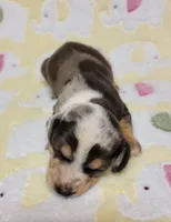 Heaven Leigh , a female Miniature Dachshund for sale in Keatchie, LA – 7 of 10