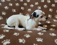 Chico , a male Chihuahua for sale in Keatchie, LA – 2 of 7