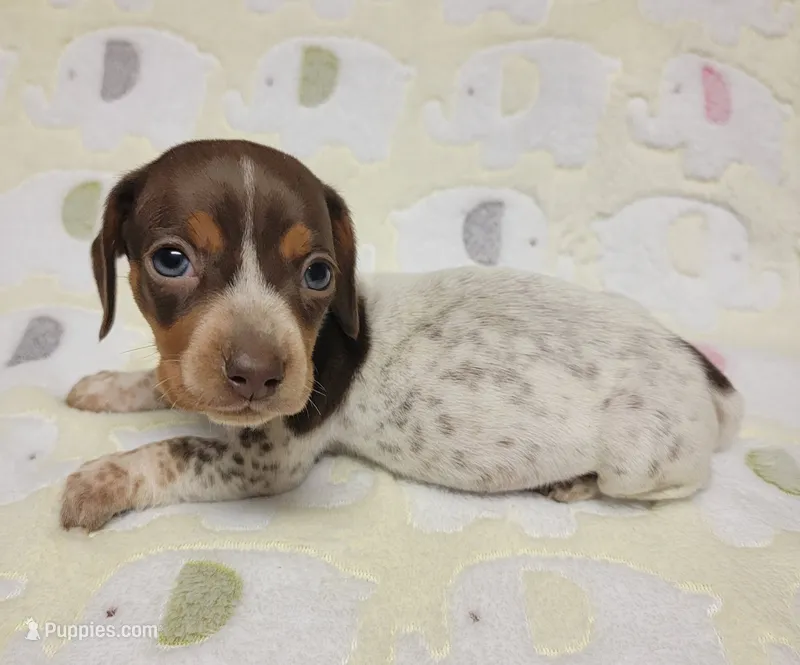 Buffie  – Miniature Dachshund puppy for sale in Keatchie, LA