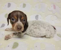 Buffie , a female Miniature Dachshund for sale in Keatchie, LA – 1 of 10