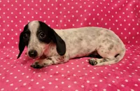 Speckles , a female Miniature Dachshund for sale in Keatchie, LA – 7 of 10