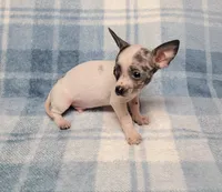 Toby Blue, a male Chihuahua for sale in Keatchie, LA – 7 of 10