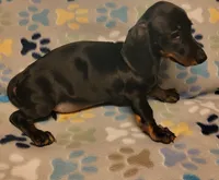 Rascal , a male Miniature Dachshund for sale in Keatchie, LA – 6 of 7