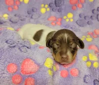 Maddie , a female Miniature Dachshund for sale in Keatchie, LA – 9 of 10