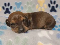 Baby Matthew , a male Miniature Dachshund for sale in Keatchie, LA – 3 of 10