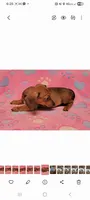 Darling , a female Miniature Dachshund for sale in Keatchie, LA – 3 of 10