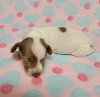 Addie, a female Miniature Dachshund for sale in Keatchie, LA – 7 of 10