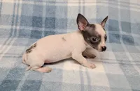 Toby Blue, a male Chihuahua for sale in Keatchie, LA – 10 of 10