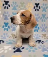 Baby John , a male Miniature Dachshund for sale in Keatchie, LA – 7 of 10