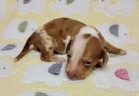 Baby KayKay , a female Miniature Dachshund for sale in Keatchie, LA – 7 of 10