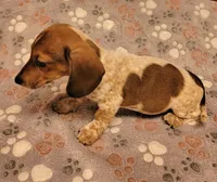 Bo Jangles , a male Miniature Dachshund for sale in Keatchie, LA – 4 of 9