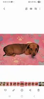 Darling , a female Miniature Dachshund for sale in Keatchie, LA – 9 of 10