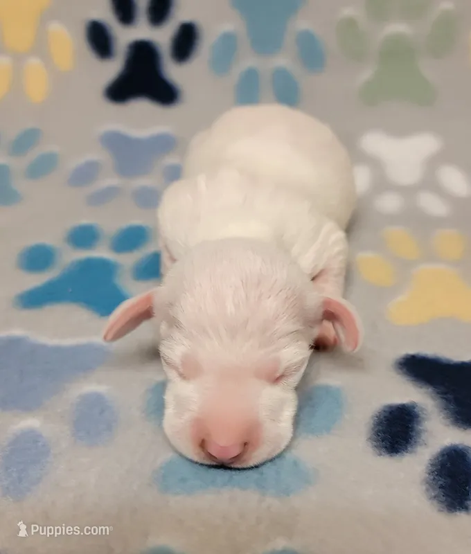 Frosty  – Miniature Dachshund puppy for sale in Keatchie, LA