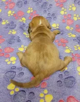 Goldie, a female Miniature Dachshund for sale in Keatchie, LA – 8 of 10
