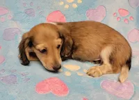 Charlie, a male Miniature Dachshund for sale in Keatchie, LA – 9 of 10