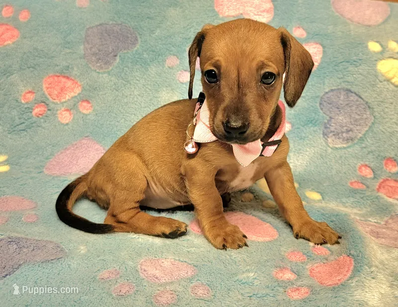 Olivia Grace  – Miniature Dachshund puppy for sale in Keatchie, LA