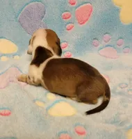 Baby Shilo, a male Miniature Dachshund for sale in Keatchie, LA – 2 of 10