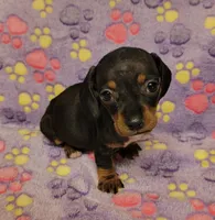 Lucy, a female Miniature Dachshund for sale in Keatchie, LA – 10 of 10