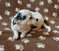 Chico , a male Chihuahua for sale in Keatchie, LA – 3 of 7