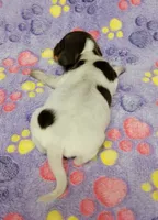 Maddie , a female Miniature Dachshund for sale in Keatchie, LA – 4 of 10