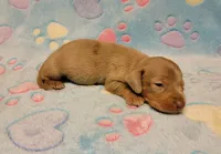 Baby Milo, a male Miniature Dachshund for sale in Keatchie, LA – 8 of 10