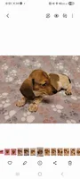 Bo Jangles , a male Miniature Dachshund for sale in Keatchie, LA – 5 of 9